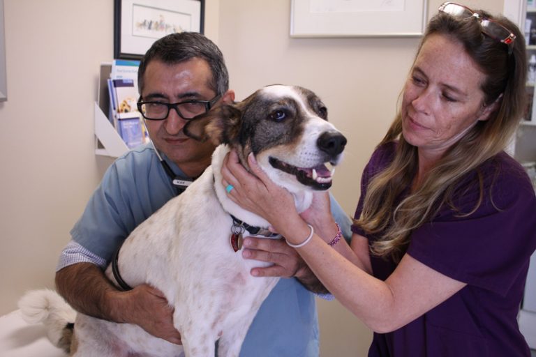 VACCINE PROGRAMS : Whitby Animal Hospital